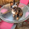 AKC registered Fluffy Merle Frenchie Female