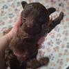 Toy Poodles Tiny boys will stay 6-7 lbs. Also girl ad