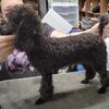 Akc Toy Poodle puppy, black female