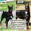 AKC Registered European Doberman 