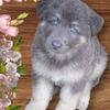 Akc registered  german shepherd puppies.  Blue, liver color 