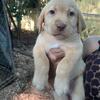 10 week old Lab Puppies