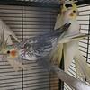 Cockatiels