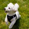 Male Havanese 