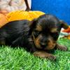 Yorkshire Terrier Puppies (612) 459-4691