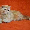 Red exotic shorthair female