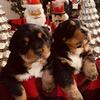 Christmas Golden Bernese Mountain Dog Puppies