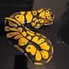 Ball Pythons