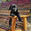 Cane corso solid black females international grand champion 