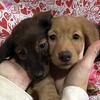 **Meet Our ADORABLE TRIO of Long-Haired mini Dachshunds!💘**