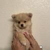Pomeranian Puppies Females Ans Male