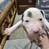 Pure Bred Pitbull Puppies
