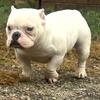 American bully