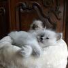 Balinese Kittens! 
