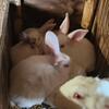 New Zealand/California Rabbits