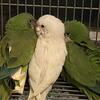 Quaker parrots young hand raised albino and green