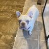 French bulldog