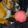 AKC Boxer Male Ready for his Forever Homes! 🐾