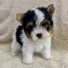 Teacup Yorkies & Poodles !! Socialized loving and trained 