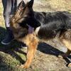 Akc Standard Germansheperd Puppies Czech bloodlines