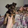 Yorkie 4 month old Male 