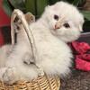 Scottish Fold Kittens