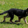 DDR German shepherd boy Roger city Michigan taken orders