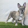 AKC Registered - French Bulldog Puppies