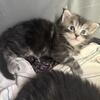 Purebred Maine Coon Kittens – Available Soon
