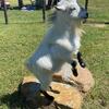 Sweet beautiful Nigerian Dwarf Goat with papers