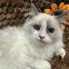 Adorable Blue Eyed Ragdoll Kittens - TICA Registered