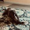 Silver Labrador 