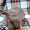 Mini lop mixed female