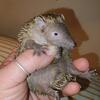 Madagascar Lesser tenrec babies