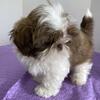 Shih Tzu Red Gold White male