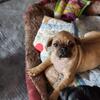 Pug English bulldog mix puppy