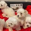 Small Bichon Frise puppies