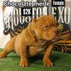 Chocolate Merle  Exotic Bully Pup