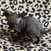 Beautiful Black Sphynx Boy Kitten ready in july