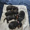 🐾 Rottweilers Puppies -- Loyal Guardians Raised in a Loving Family Home 🐾