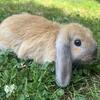 Baby holland lop bunnies for sale