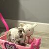 Female English Bulldog 