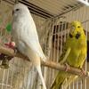 English Budgie Bird Pair
