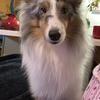 Merle sheltie