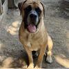 Male intact Mastiff
