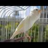 ..canaries for sale