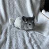 12 week old baby Mosaic Chinchilla 