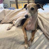 Most Gorgeous Italian Greyhound Breathtaking Fellow 1yo