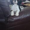  Akc cavalier king charles spaniel 