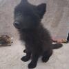 Wolfdog Puppies-Available Now